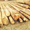 This are the raw materials used for the production of Virgin Wood Pellets Silver Fir. After the delivery from the mountains, the quality manager decides if the quality of timber satisfies the internal standards for the production of pellet.